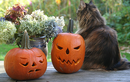 halloween cat jigsaw puzzle