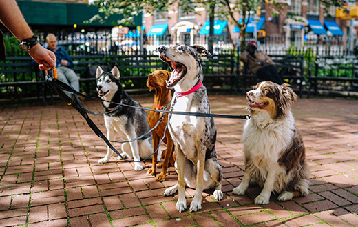 jigsaw-puzzle-4-dogs