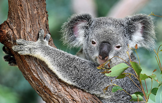 koala