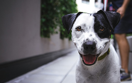 pit-bull-terrier-jigsaw