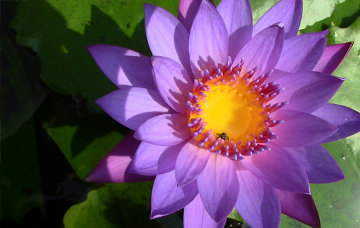 purple flower jigsaw puzzle