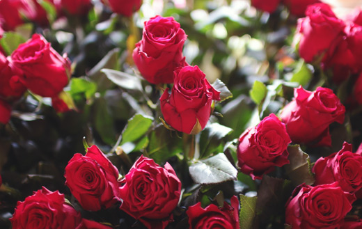 Red roses jigsaw puzzle.