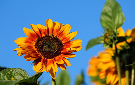 Sun flower jigsaw puzzle