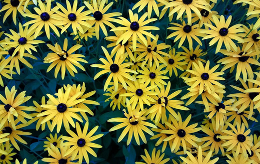 Yellow flowers jigsaw