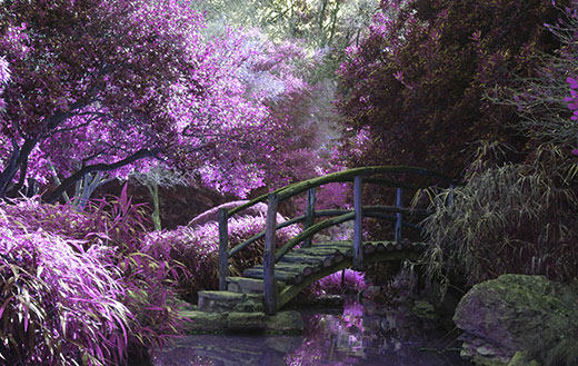 Mystical garden