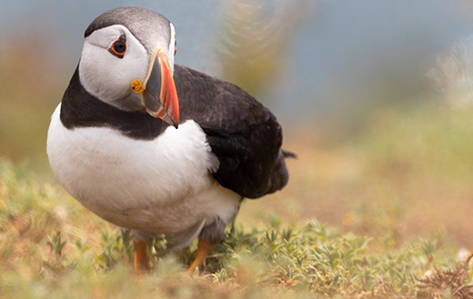 Puffin