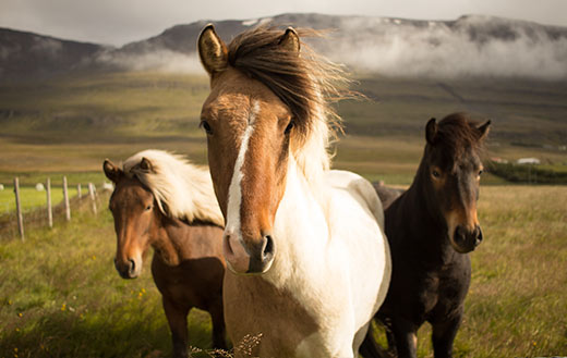 Three-graceful-horses