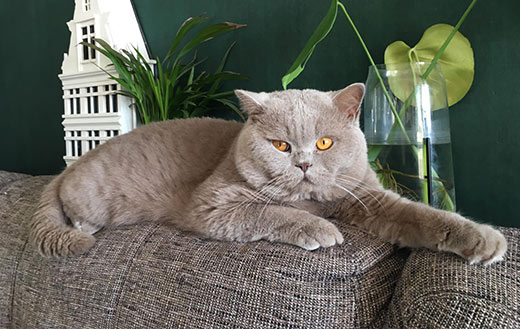 british shorthair cat