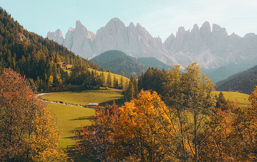 green trees and green grass