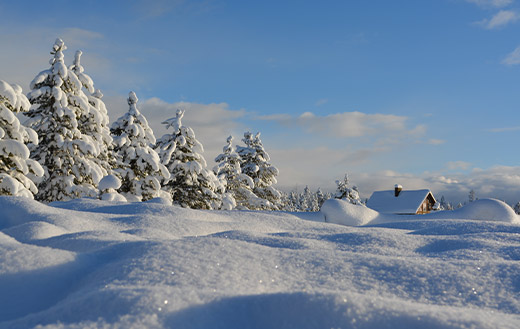 snow-covered-trees