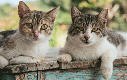 two brown cats jigsaw