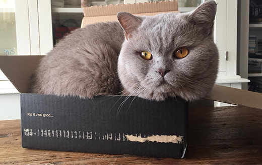 British-Shorthair-in-box