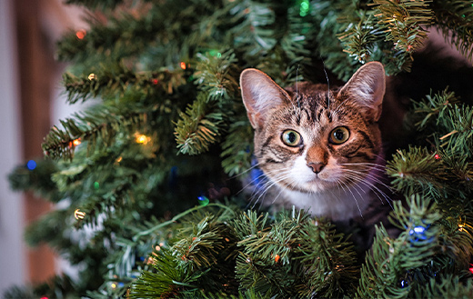 cat-in-christmas-tree