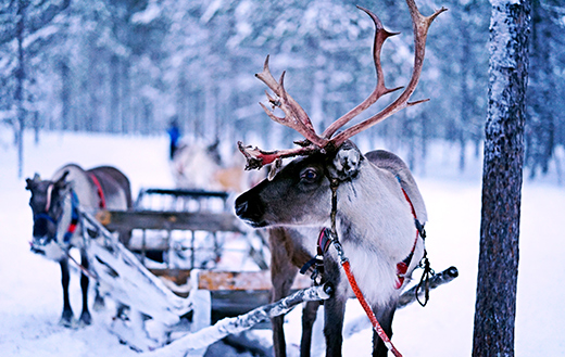 reindeer