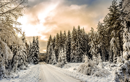 road-in-between-trees