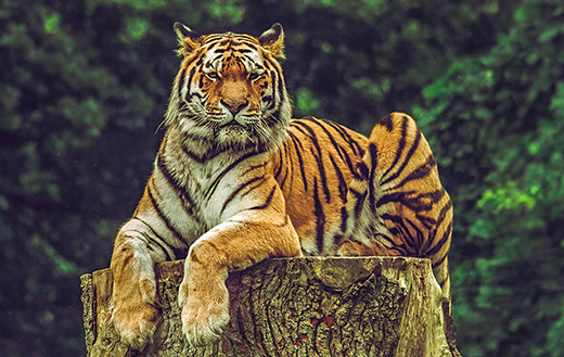 tiger-on-wood-slab