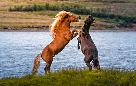 Brown-horses-near-water
