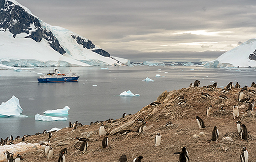 penguins-at-Antartica