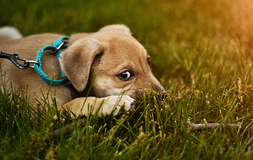 puppy-lying-on-green-grass