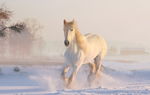 white-horse-in-snow