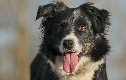 Border collie