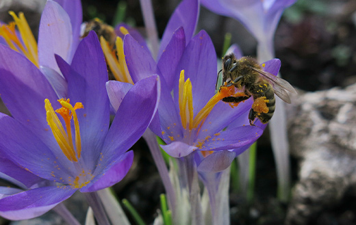 Collecting crocus honeybee