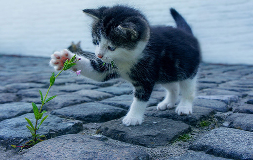 Kitten and flower