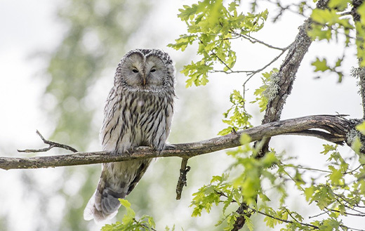 Ural owl