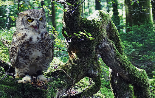 Eurasian eagle-owl
