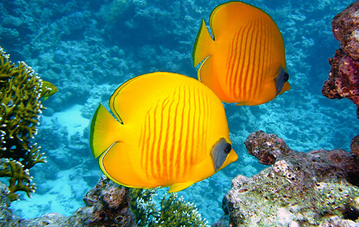 Exotic yellow fish