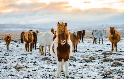 Herd of brown and white donkeys
