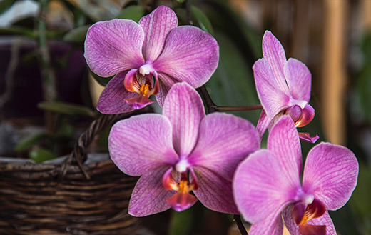 Purple moth orchids in brown wicker basket