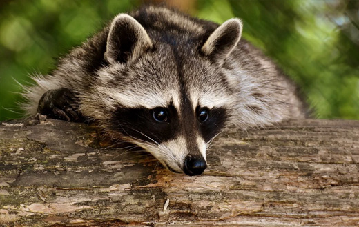 Raccoon