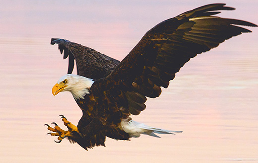 Soaring-eagle-over-water