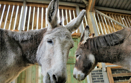 Two donkeys eating grass