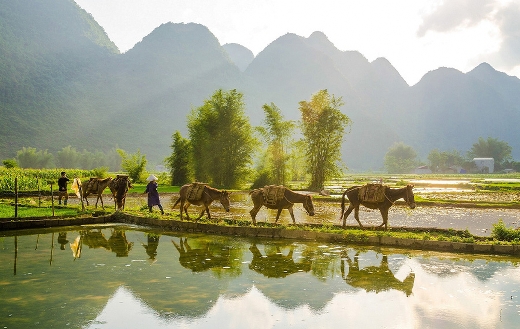 farmers-in-rice-field