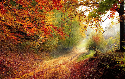 Forest road in autumn