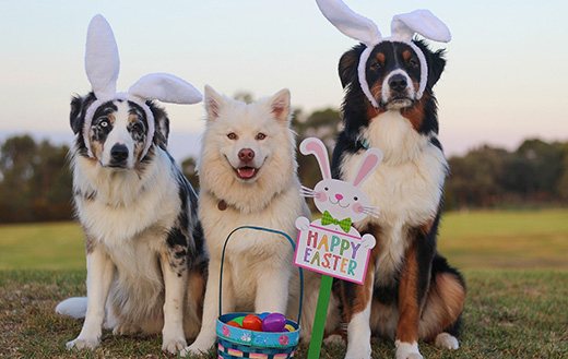 happy easter dogs