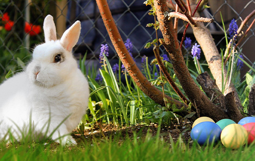 rabbit-next-to-easter-eggs