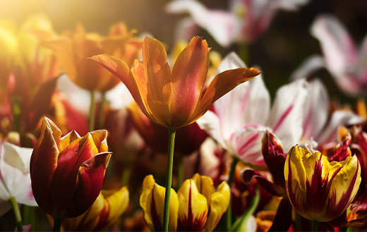 tulips-flowers