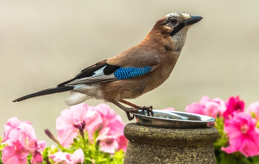 Brown-and-blue-bird jigsaw