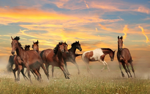 Landscape horses sky