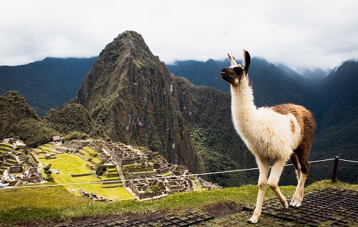 Llamas of Machu Picchu puzzle