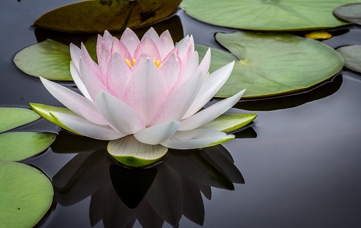 Pristine-water-lily