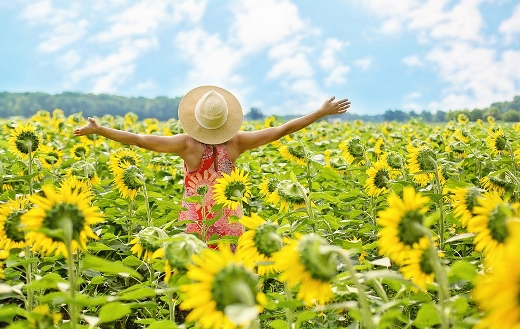 Sunflowers field woman