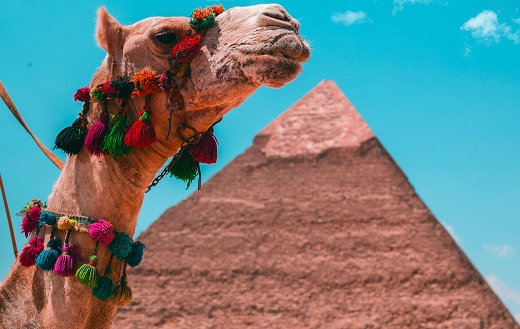 Brown camel ride Cairo