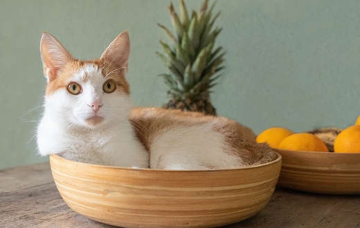 cat in fruit basket jigsaw puzzle