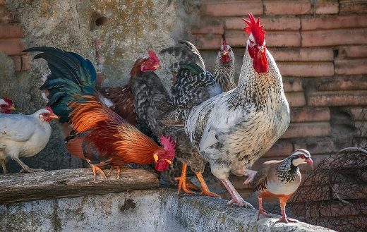 chickens jigsaw puzzle.