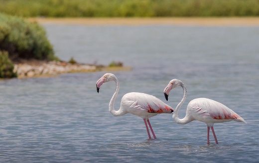 flamingo birds puzzle