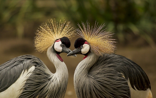 Grey crowned crane love puzzle.